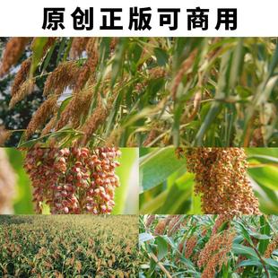 红高粱特写慢镜头慢动作红缨子高粱航拍高清4K视频素材原创可商用