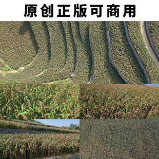 航拍茅台镇红缨子高粱红了熟了4K高清实拍视频素材原创可以商用