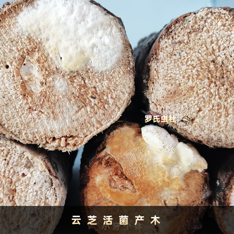 锹甲产卵木中软硬锹形虫繁殖幼虫枫香云芝活菌产木饲养宠物昆甲虫