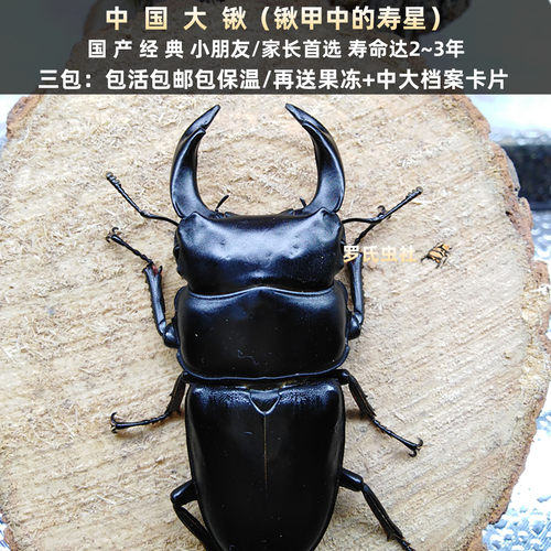 中国大锹形虫扁锹甲活体宠物昆虫