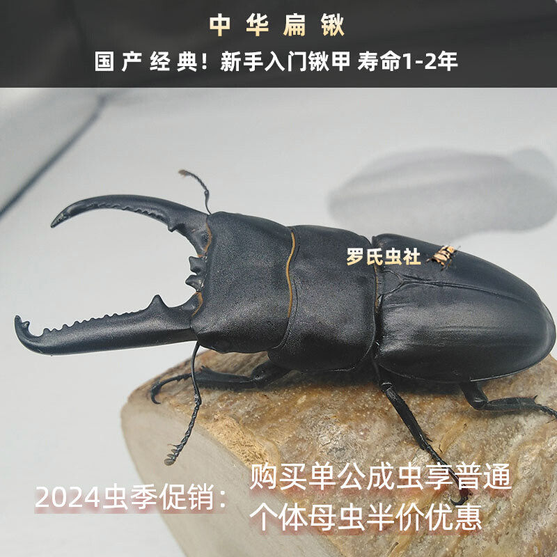 中国大扁锹形虫中华扁锹甲l3幼虫中扁成虫对虫宠物昆虫甲虫活体仙