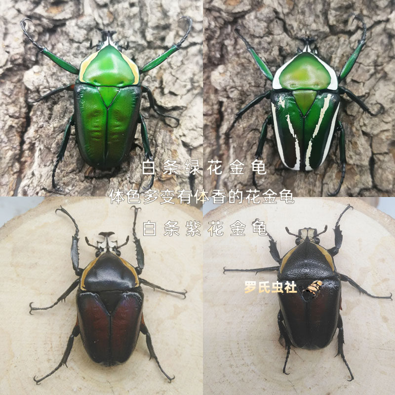 白条绿花金龟成虫白条紫花金龟幼虫对虫纯血宠物昆虫活体甲虫科普