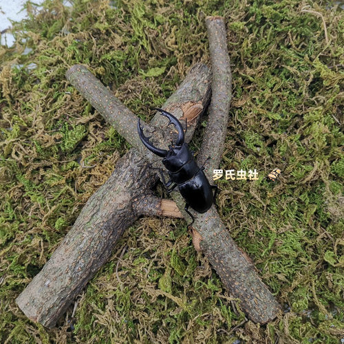 独角仙锹甲栎木攀爬树杈锹形虫兜虫造景装饰用具宠物昆虫甲虫垫材
