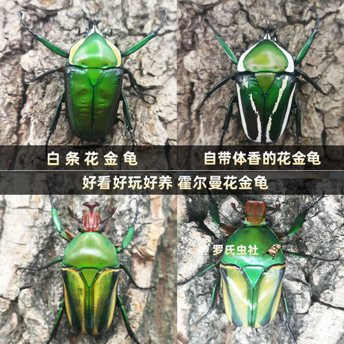 白条绿花金龟成虫白条紫花金龟幼虫对虫纯血宠物昆虫活体甲虫科普 - 封面