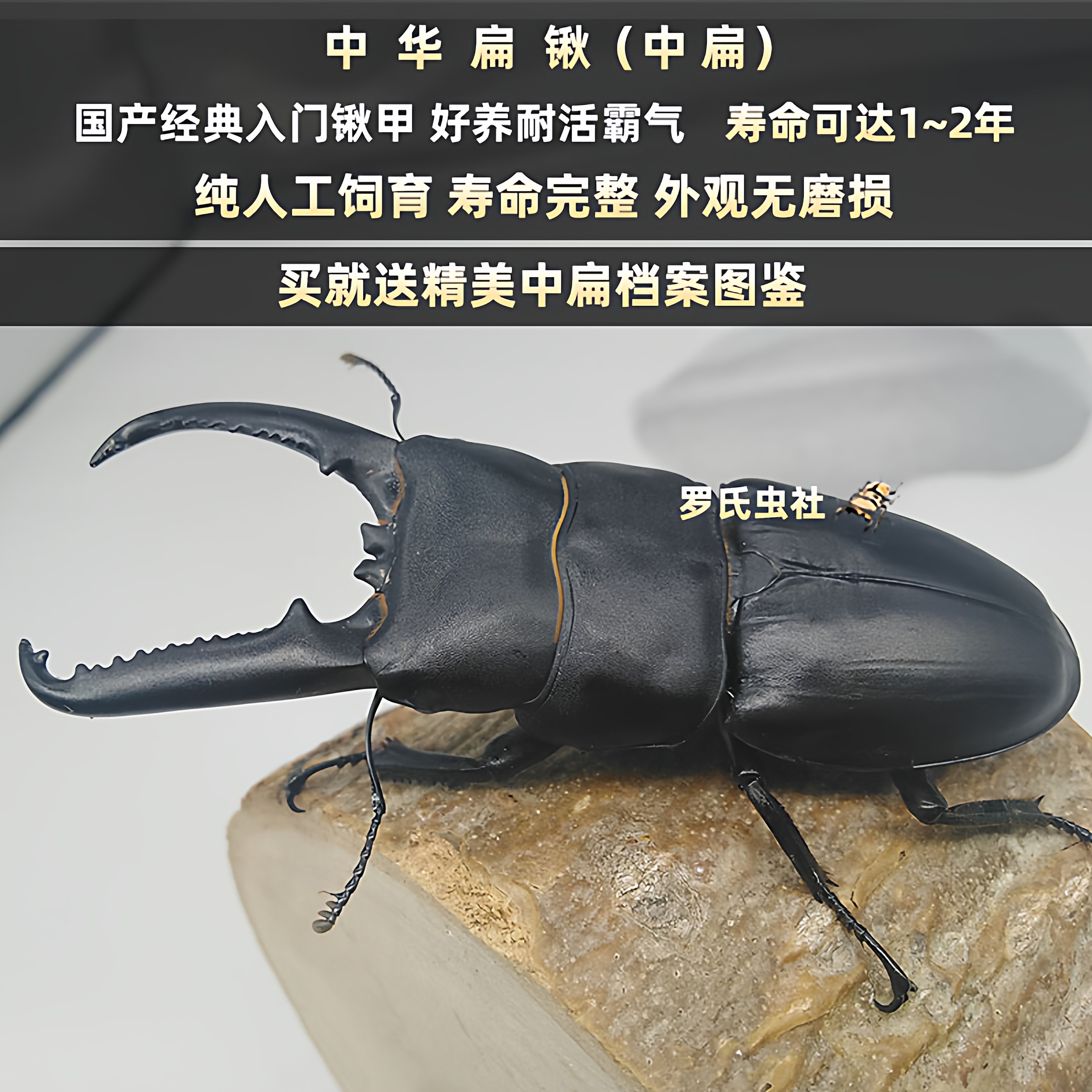 中国大扁锹形虫中华扁锹甲L3幼虫中扁成虫对虫宠物昆虫甲虫活体仙,宠物/宠物食品及用品,甲虫,淘宝优惠券,粉丝福利购,淘宝优惠卷