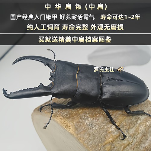 中国大扁锹形虫甲虫幼虫活体昆虫