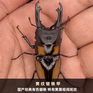 黄纹锯锹甲成虫两点赤锯锹形虫孔夫子Y纹长颈鹿锯锹宠物昆甲虫活