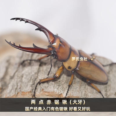 两点赤锯锹形虫褐黄前锹甲昆虫活
