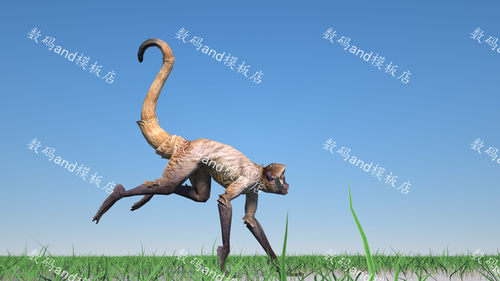 猴子3d模型动画素材obj,fbx,maya猴3dsmax猴子blender猴子c4d猴子