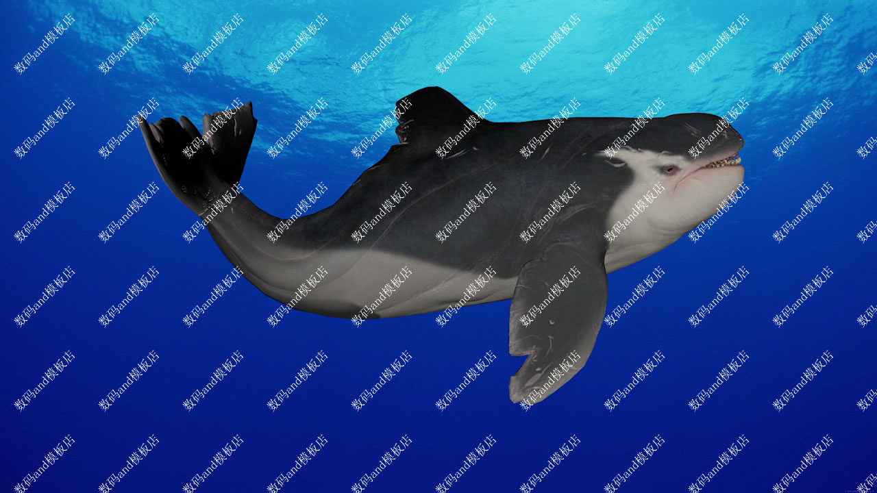 虎鲸骨骼绑定动画动物模型三维3d素材obj fbxmaya 3dsmax c4d虎鲸