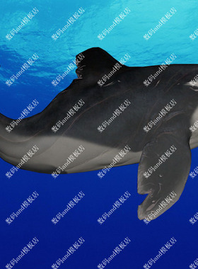 虎鲸骨骼绑定动画动物模型三维3d素材obj fbxmaya 3dsmax c4d虎鲸