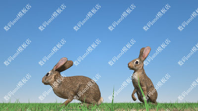 maya兔子绑定动画兔子模型奔跑fbxobj 3dsmax虚幻ue4兔子 c4d兔子