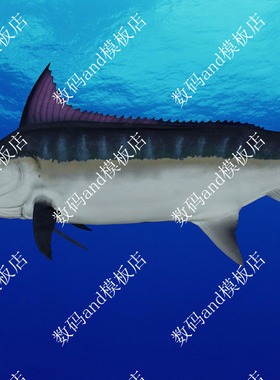 旗鱼模型动画旗鱼3d模型objfbx maya旗鱼游动 3dsmax旗鱼 c4d旗鱼