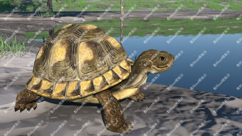 C4D乌龟骨骼绑定模型objfbx3d素材maya3dsmaxc4d虚幻ue4blende龟