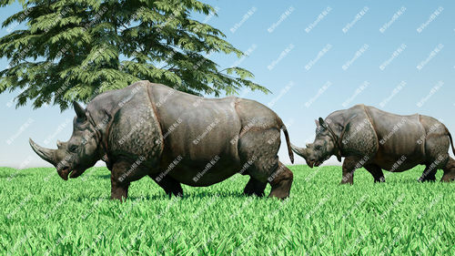 c4d犀牛骨骼绑定模型objfbx3d素材maya3dsmax虚幻ue4blende犀牛