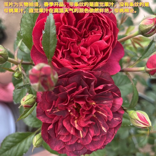 阳台微月--多头大花带香味