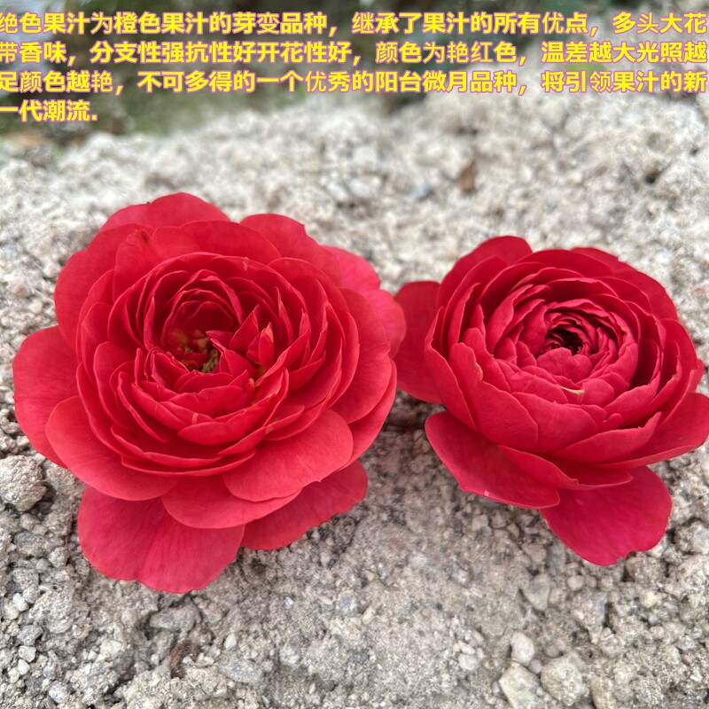 果汁阳台芽变品种-绝色果汁,果汁系列新品.