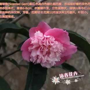 沐春茶花--日本进口品种--香珍珠茶花/,托桂型丰花带香味茶花