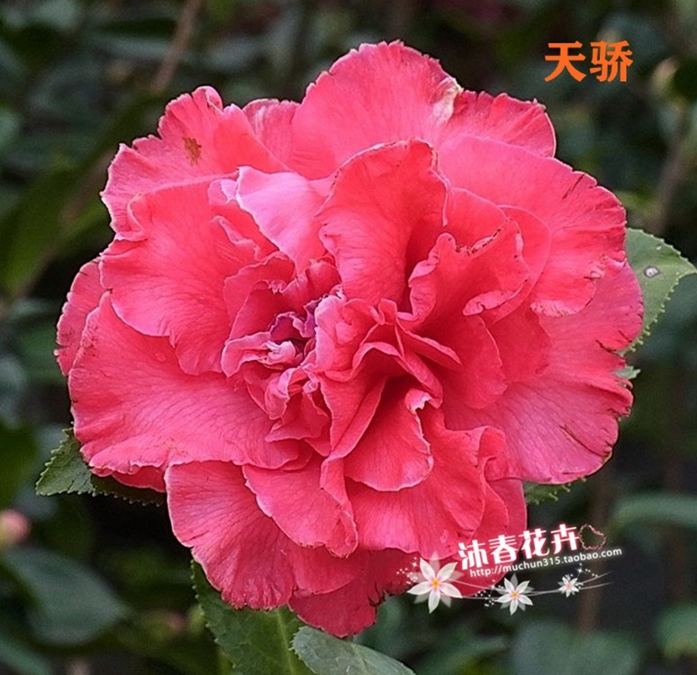 沐春茶花-11-各种国内外名贵茶花品种,哈罗德/一代天骄/杰里唐娜