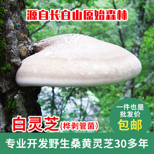 野生灵芝白灵芝桦剥管菌整支1公斤60元包邮
