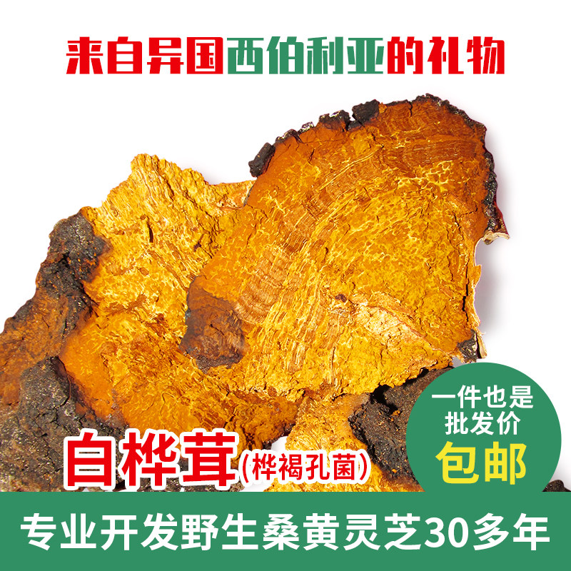 野生灵芝桑黄灵芝白桦茸桦褐孔菌白桦茸特大整支大块1000g200元