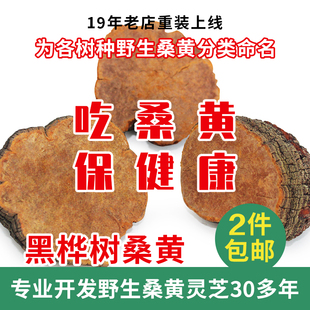 桑黃野生靈芝黒樺桑黃日本廠商做提取原料更適合加工飲片500g30元