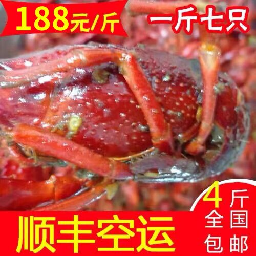 【盱眙小子龙虾】盱眙 正宗十三香1.4两以上纯母