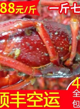 【盱眙小子龙虾】盱眙 正宗十三香1.4两以上纯母