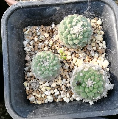 菊水 淘宝天猫优惠券折扣 菊水相关商品大全价格图片搜索赛选 综合排行榜 虎窝淘