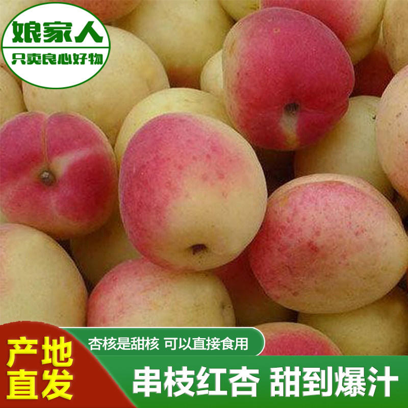 河北遵化小红杏甜核串枝红杏酸甜味野山杏唐山娘娘庄土杏时令鲜果