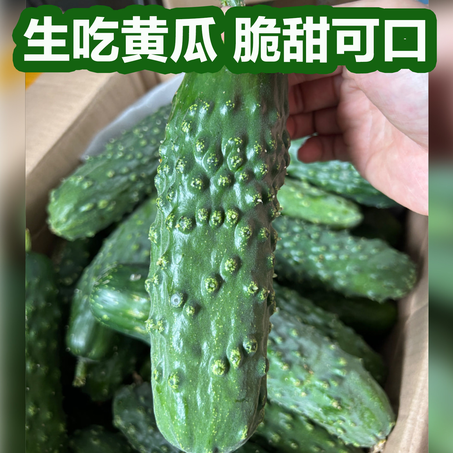 水果黄瓜唐山遵化特产老蚧黄瓜旱大刺大疙瘩山黄瓜青瓜老戒秋黄瓜