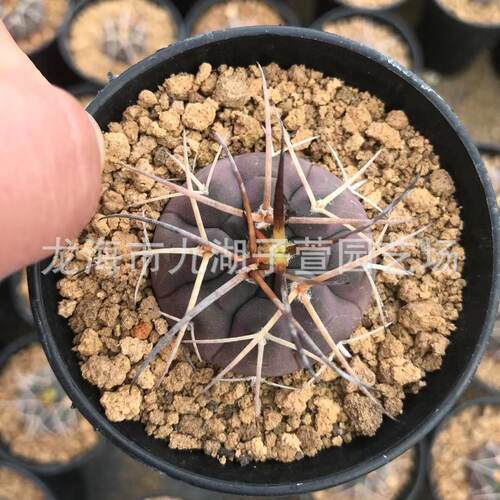天平仙人球摩天龙光淋玉粗刺天平杂仙人掌植物花卉多肉植物批发