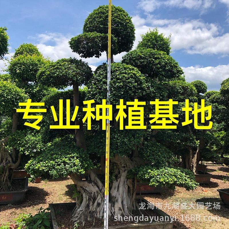 重庆造型小叶榕桩头 广西造型榕树桩景报价 四川小叶榕盆景树桩