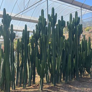 造景仙人掌仙人柱热带柱土人节仙人球大凤龙大戟阁批发