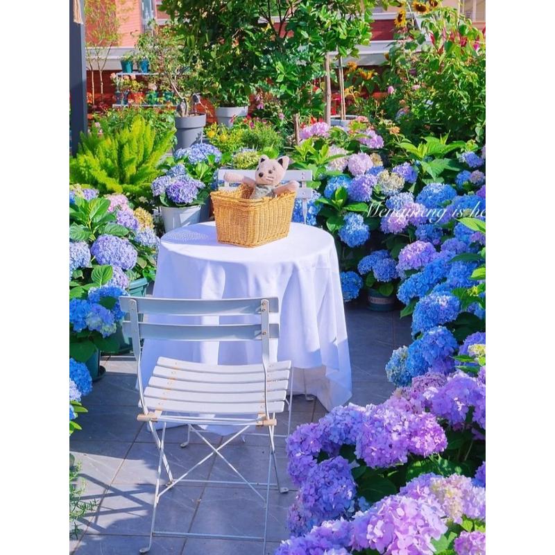 万华镜万花筒蒂沃利品种绣球大苗阳台庭院今年可开花山东欧月基地