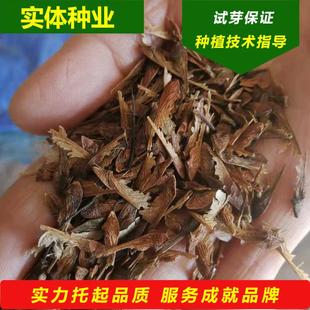 苗圃条槭球2025开原茶三角枫树球北方秋季彩红叶观赏树种花灌木球
