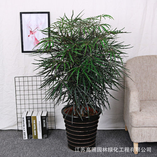 孔雀木盆大客厅室内栽植物办公室盆景花卉绿植