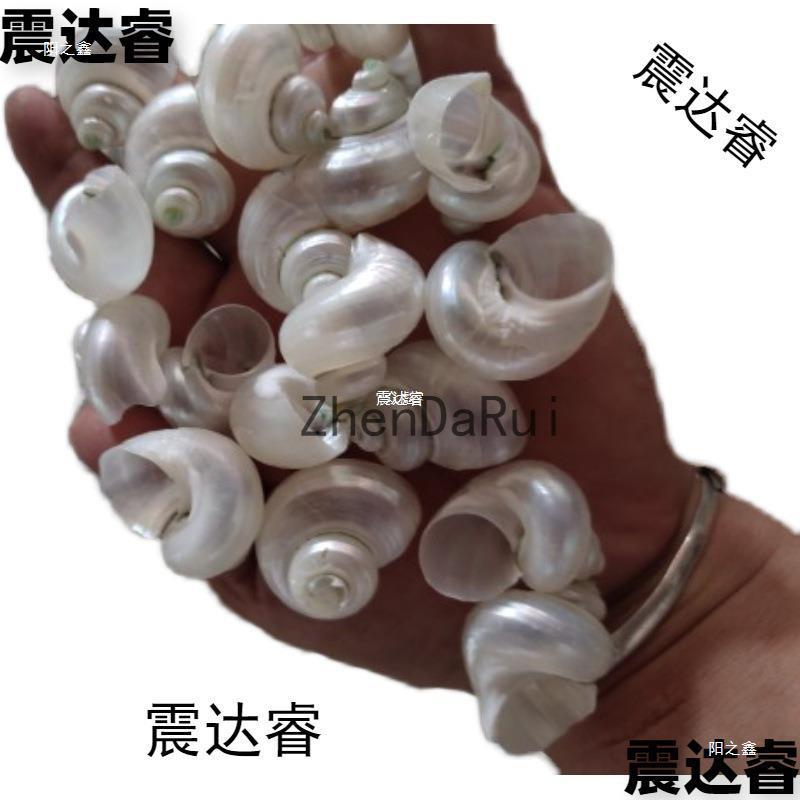鱼缸造景青螺壳光绿螺天然海螺贝壳装饰摆件小去皮替换白夜寄居蟹