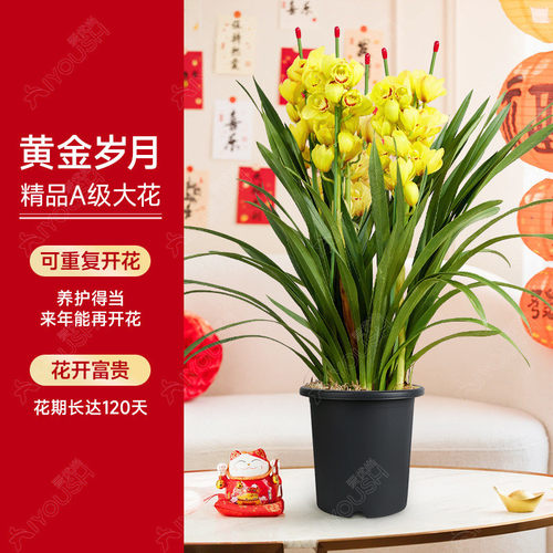 大花蕙兰兰直盆栽带花苞花剑客厅室内好养年宵花绿植喜庆花卉植物