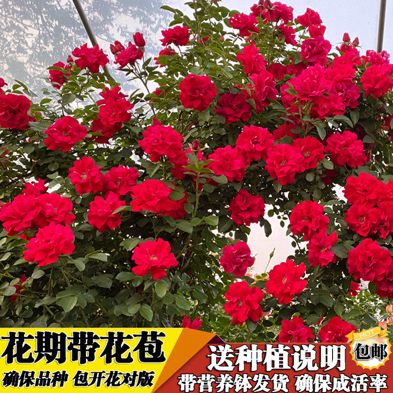 木香花苗爬藤植物四季庭院木香白木香月季蔷薇红特大基地市场,鲜花速递/花卉仿真/绿植园艺,时令草本花卉,淘宝优惠券,粉丝福利购,淘宝优惠卷