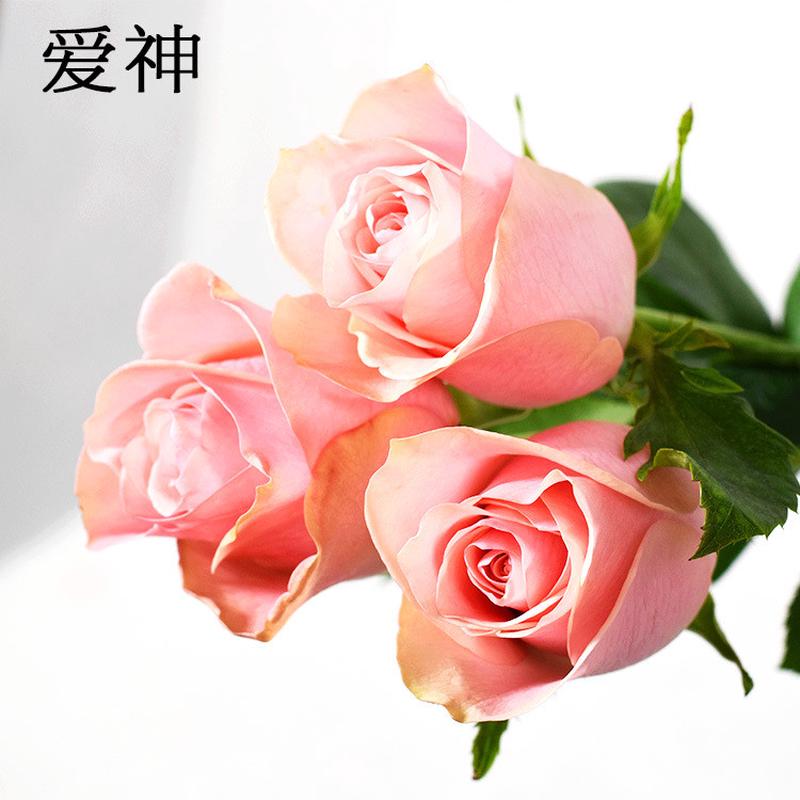 【爱神玫瑰ab级】520情人节昆明基地现采新鲜批发直发粉红玫瑰