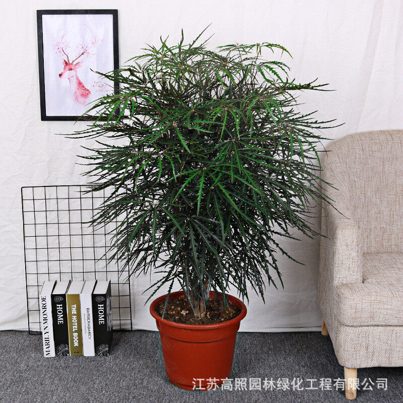 大木盆栽客厅室内孔雀植物办公室盆景花卉绿植