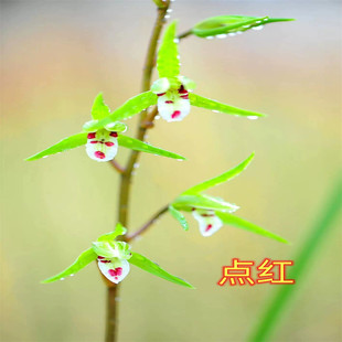 雪中建兰奇花彩云追月四季兰花苗浓香花苞好养室内外花卉盆栽名