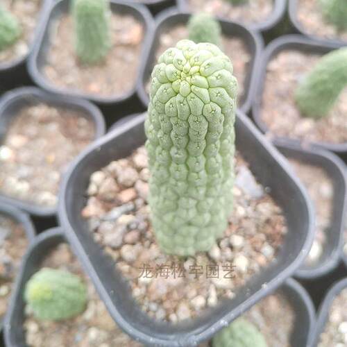 多肉植物批发约6-9cm花卉盆栽根佛头玉萝藦科仙人掌裸根自绿植