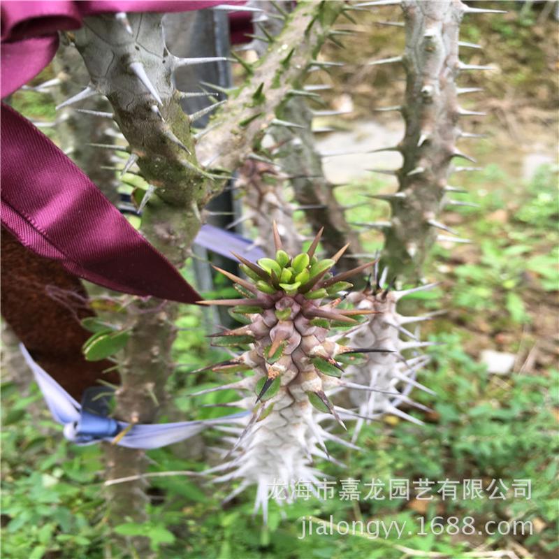 厂家亚龙木群生分叉景观造型苍沙生植物造景设计大植物炎龙沙漠