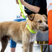 发光小狗狗自动牵引狗绳中大型犬宠物颈圈定制狗项圈厂家订货批发