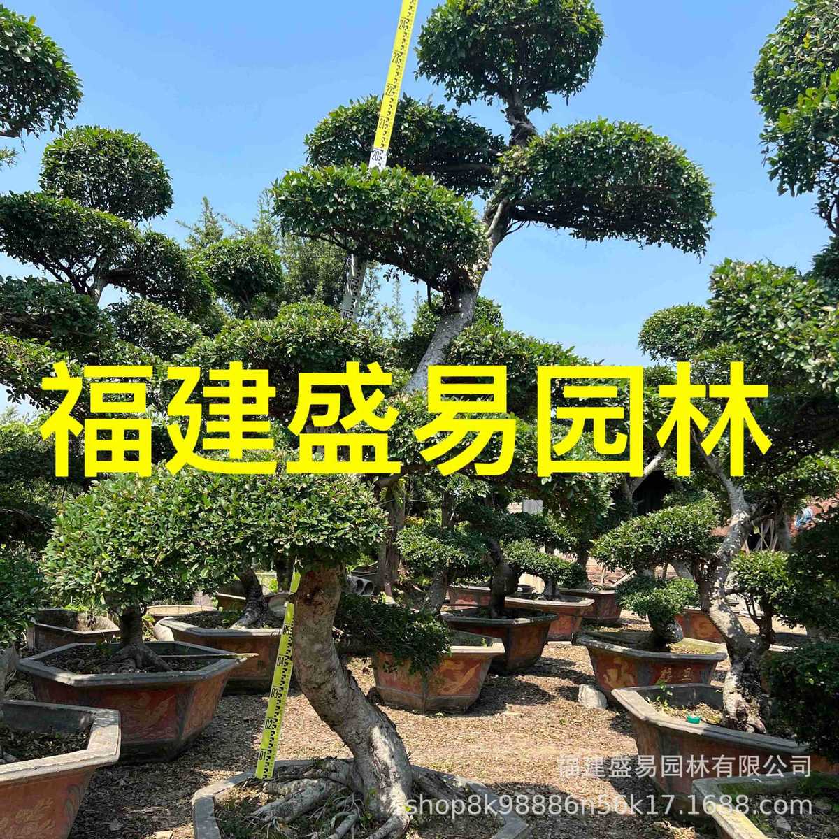 江苏榔榆古供应桩基地榆树桩头价格造型榆树桩榆树盆景批发