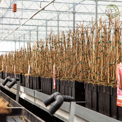 盆栽植物园艺支撑竹竿供应花卉支撑竿果蔬爬藤架园艺工具
