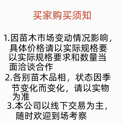 造景仙人掌柱柱热带仙人球土人节仙人大凤龙大戟阁批发