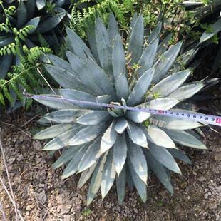 大刺八荒殿龙舌兰基地厂家直销室外室内盆栽常绿大型本园草博园